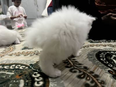 Cat 3 white female 1 grey male kitten baby