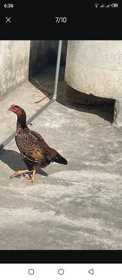 Aseel hens for sale