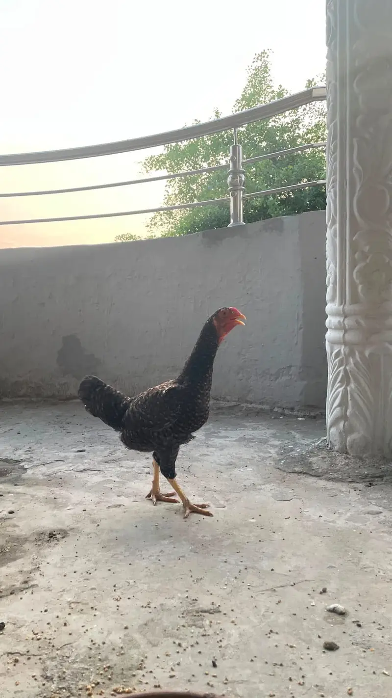 Aseel hens for sale — photo 2