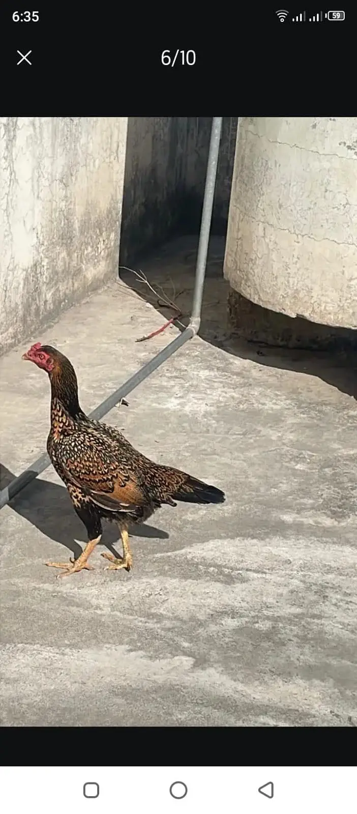 Aseel hens for sale — photo 3