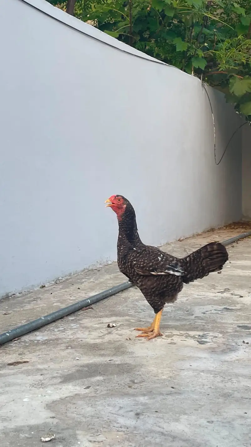 Aseel hens for sale — photo 4