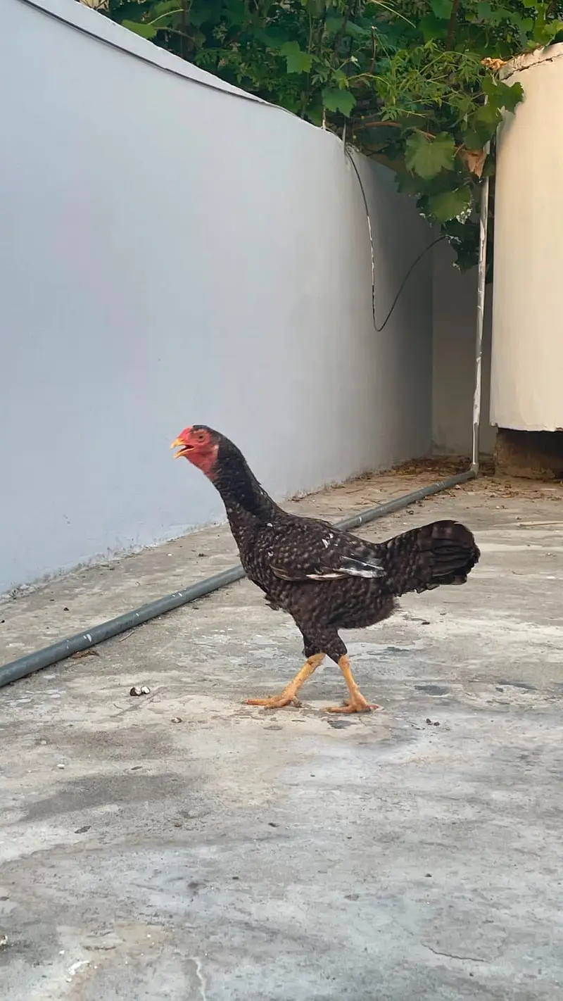 Aseel hens for sale — photo 5
