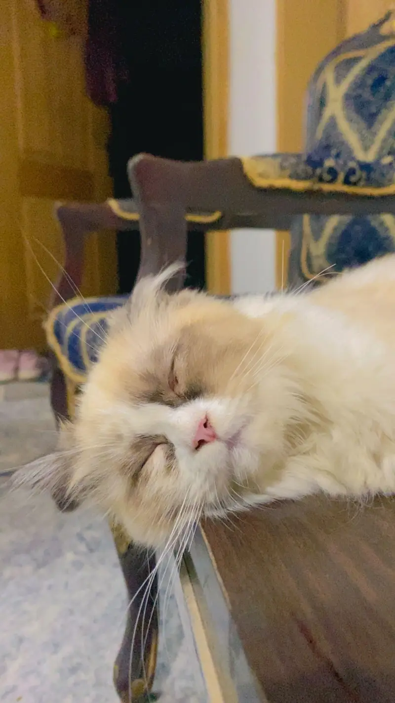 Beautiful Female Kitten