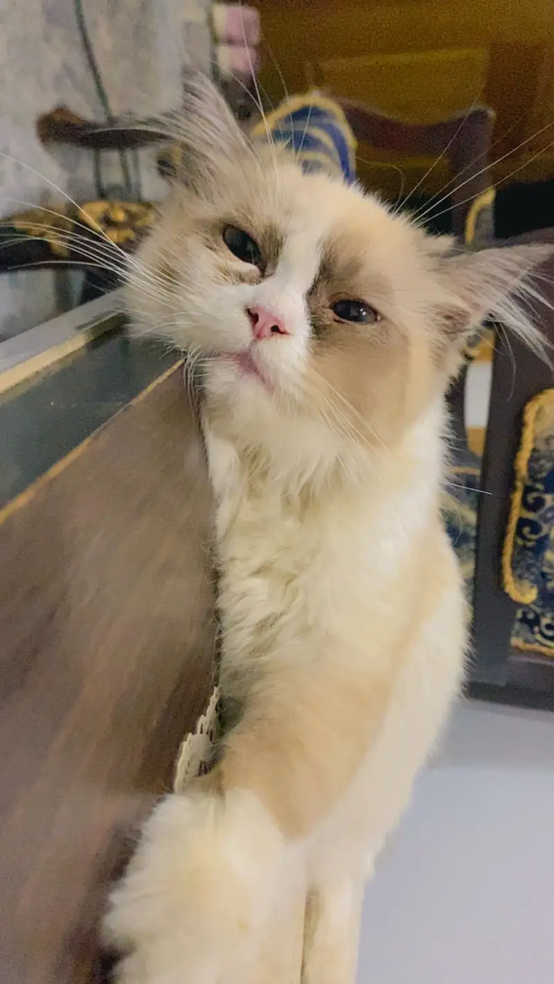 Beautiful Female Kitten — photo 2