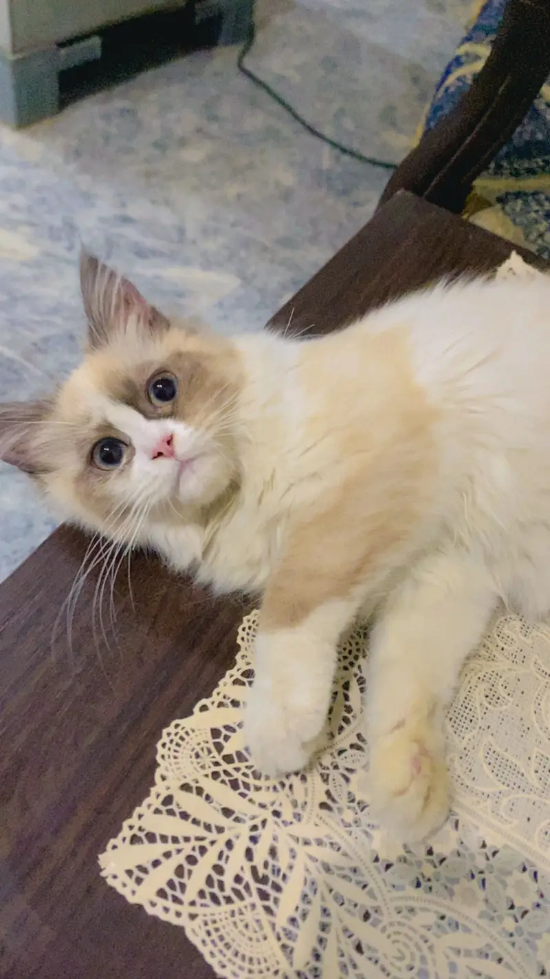 Beautiful Female Kitten — photo 3