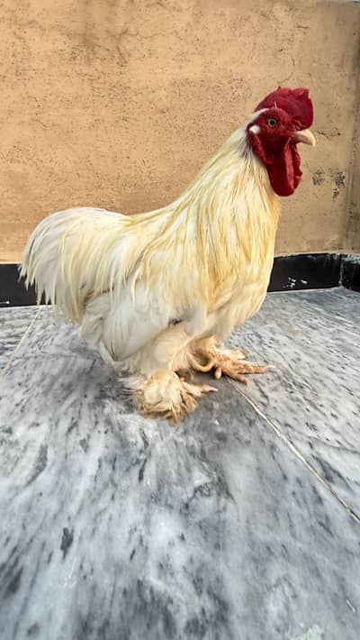 fancy hen