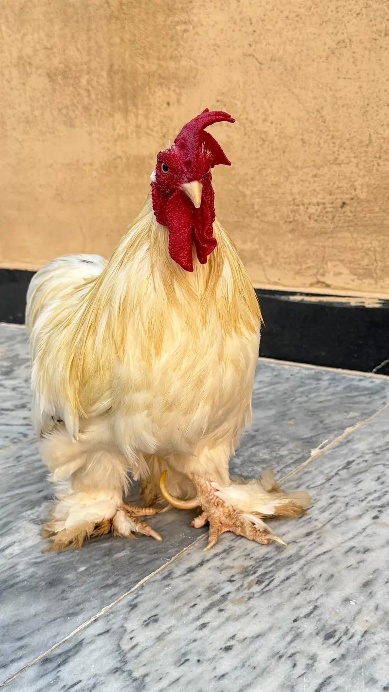 fancy hen — photo 2