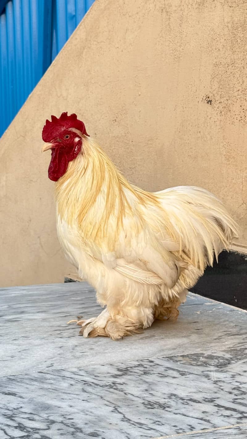 fancy hen 2