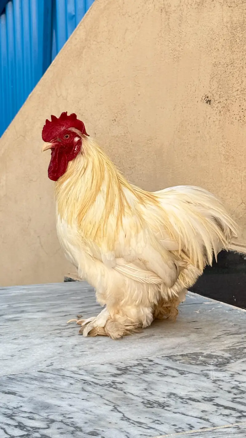 fancy hen — photo 3