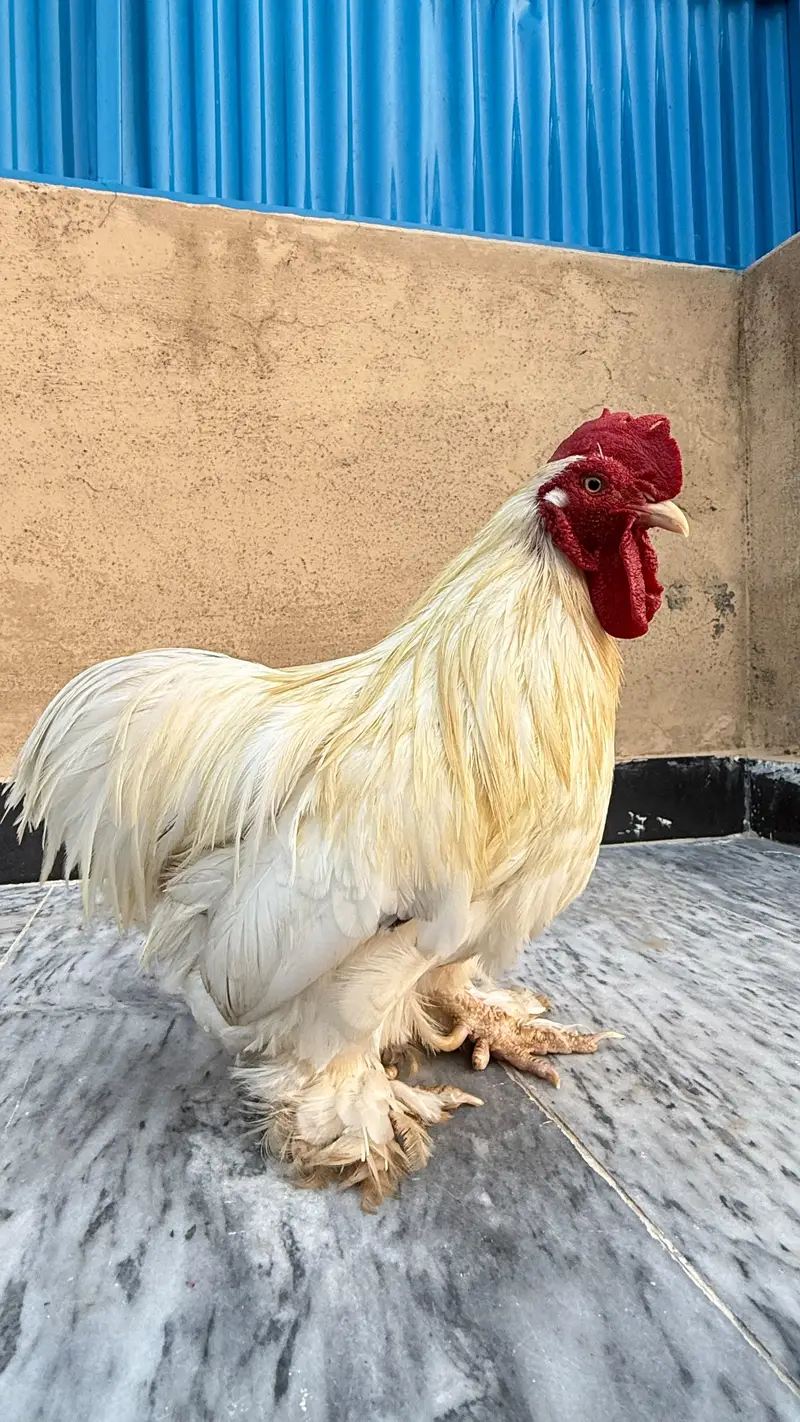 fancy hen — photo 4