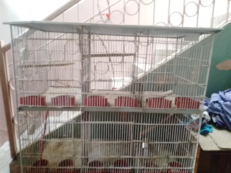 Cages — photo 3