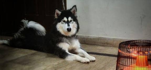 Complete Setup of 2 Breeder Siberian Husky Females along with Cage