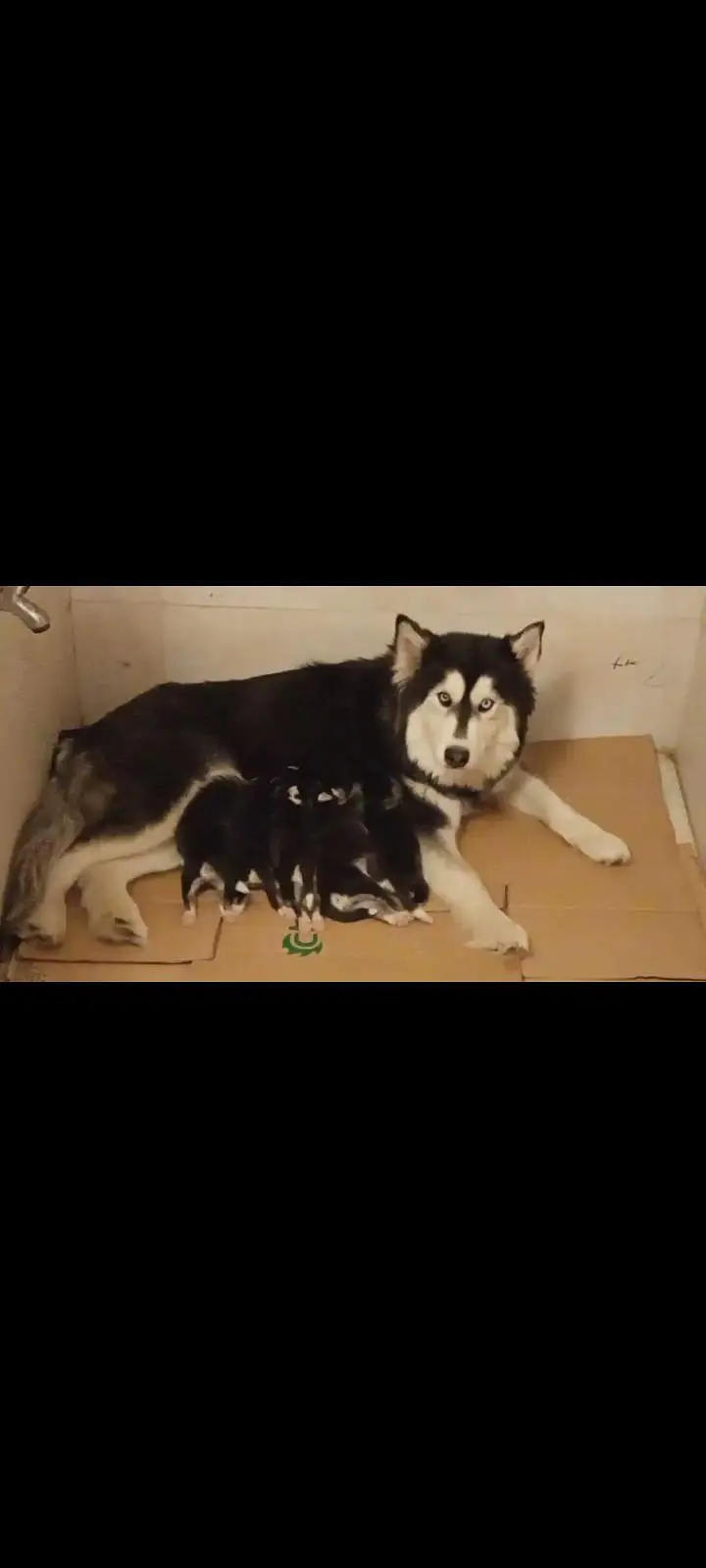 Complete Setup of 2 Breeder Siberian Husky Females along with Cage — photo 2