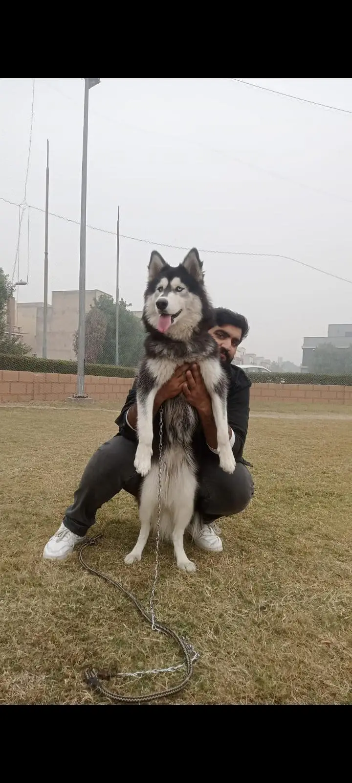 Complete Setup of 2 Breeder Siberian Husky Females along with Cage — photo 3