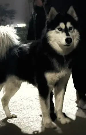 Complete Setup of 2 Breeder Siberian Husky Females along with Cage — photo 4