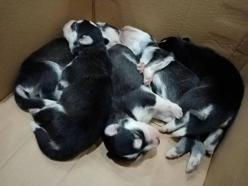 Complete Setup of 2 Breeder Siberian Husky Females along with Cage — photo 5