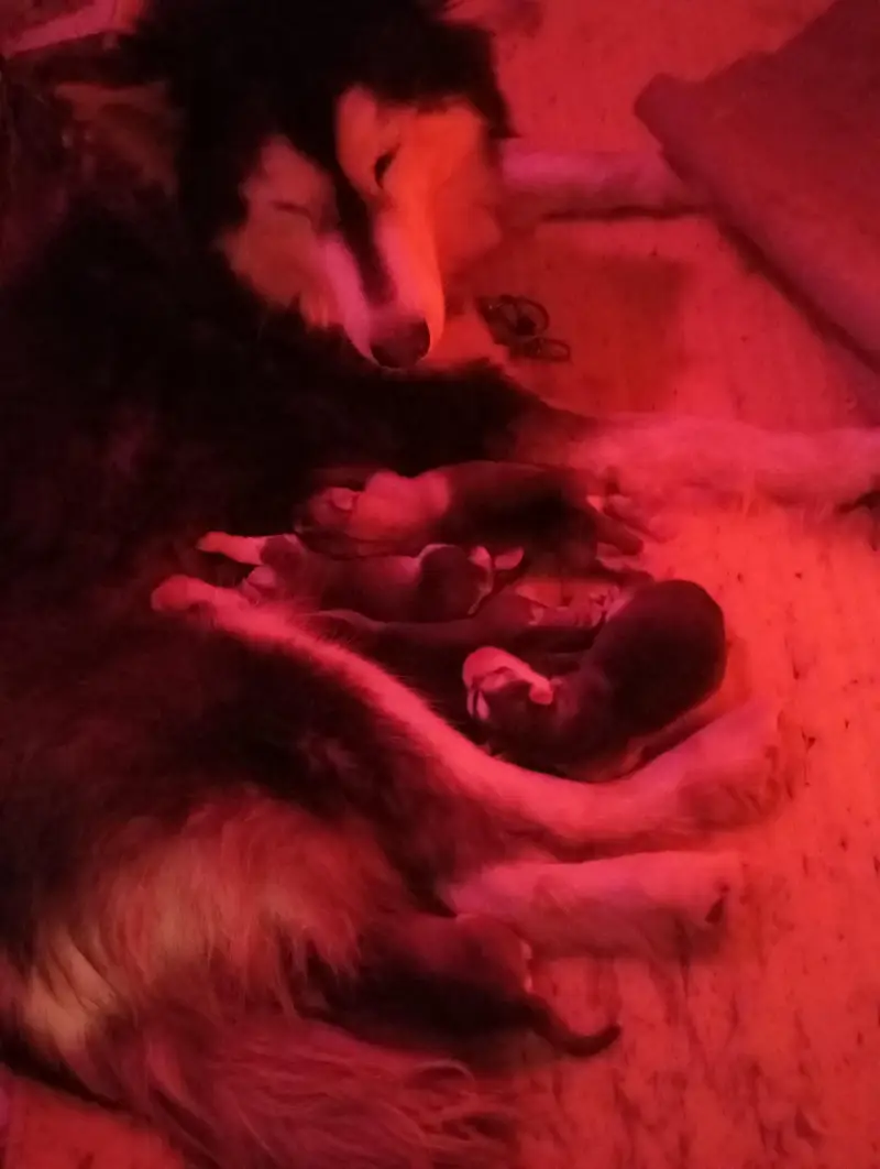 Complete Setup of 2 Breeder Siberian Husky Females along with Cage — photo 6