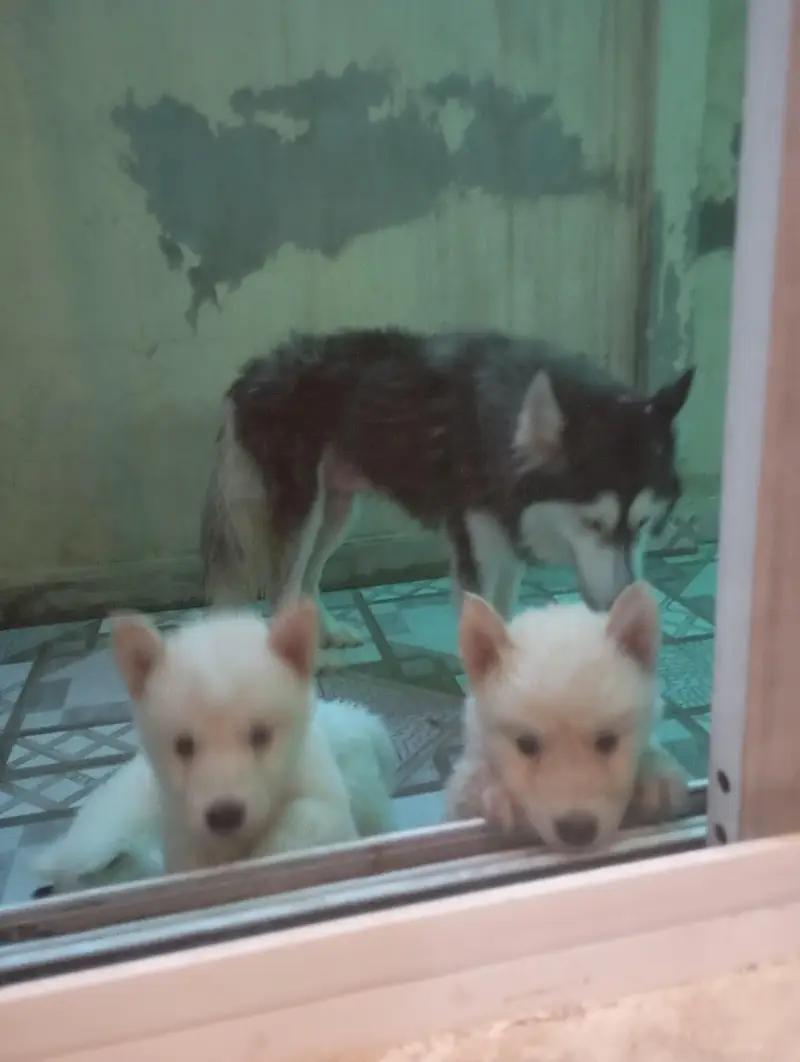 Complete Setup of 2 Breeder Siberian Husky Females along with Cage — photo 7