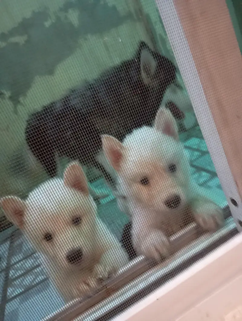 Complete Setup of 2 Breeder Siberian Husky Females along with Cage — photo 8
