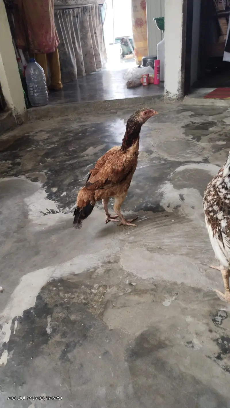 مرغی ہے — photo 2