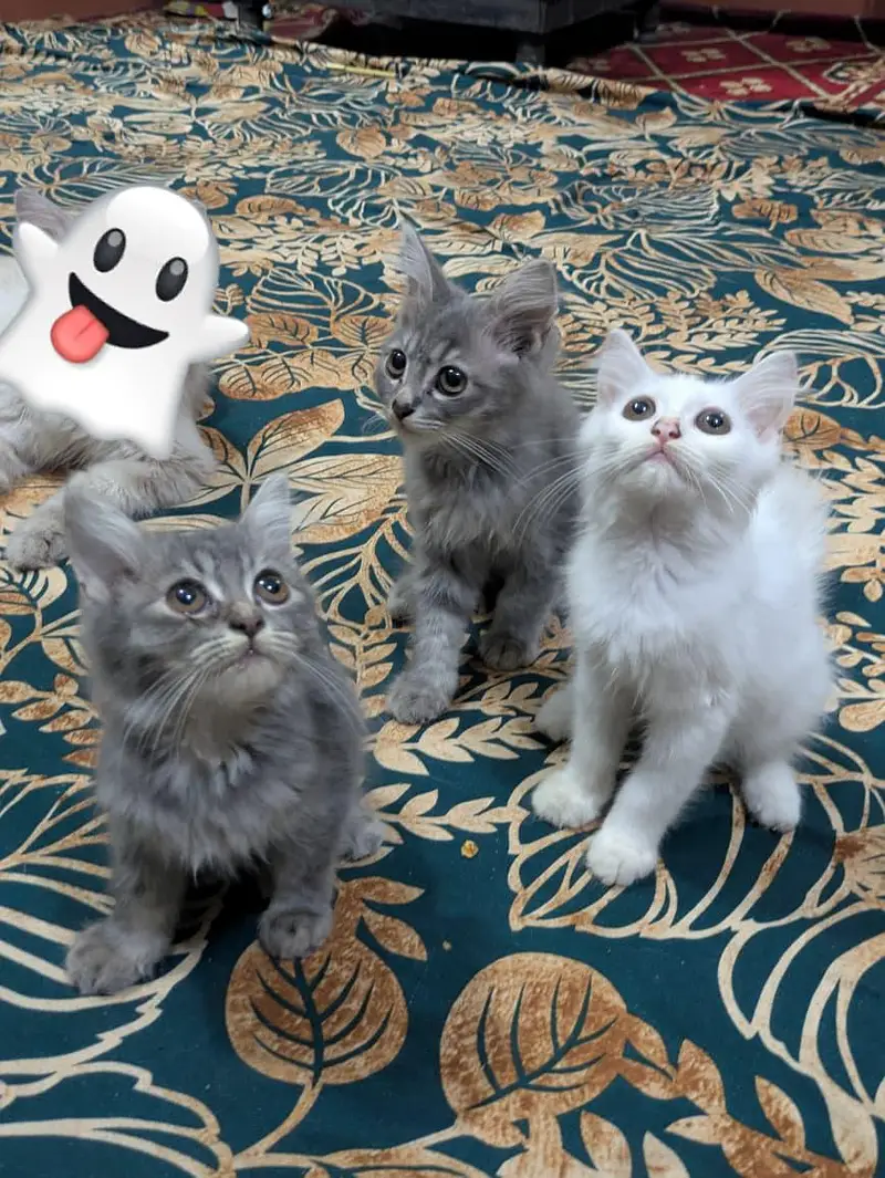 double coat persion cat Kittens