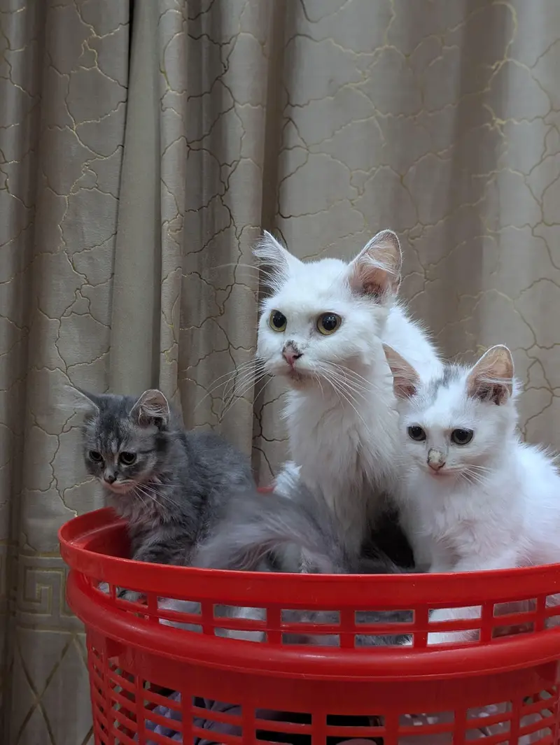 double coat persion cat Kittens — photo 2