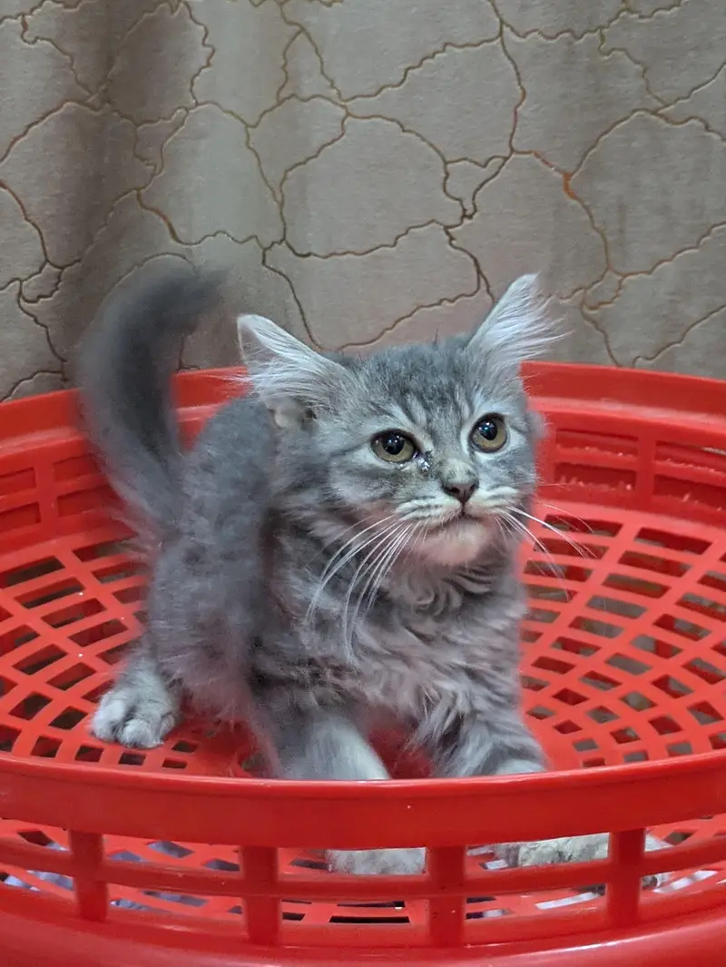 double coat persion cat Kittens — photo 3