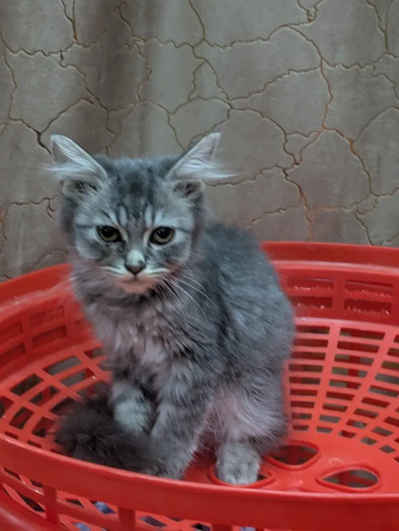 double coat persion cat Kittens — photo 4