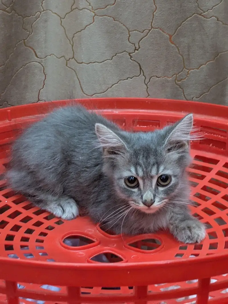 double coat persion cat Kittens — photo 5