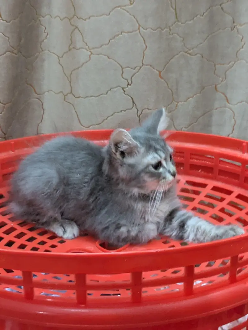 double coat persion cat Kittens — photo 6
