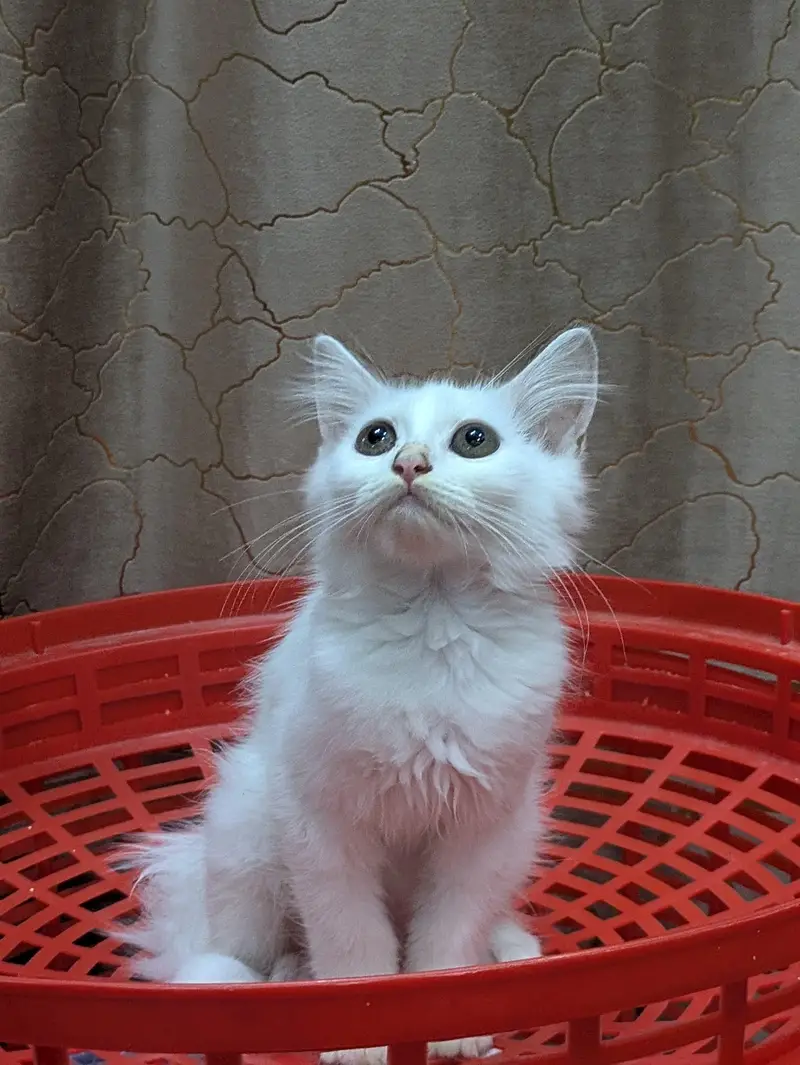 double coat persion cat Kittens — photo 7