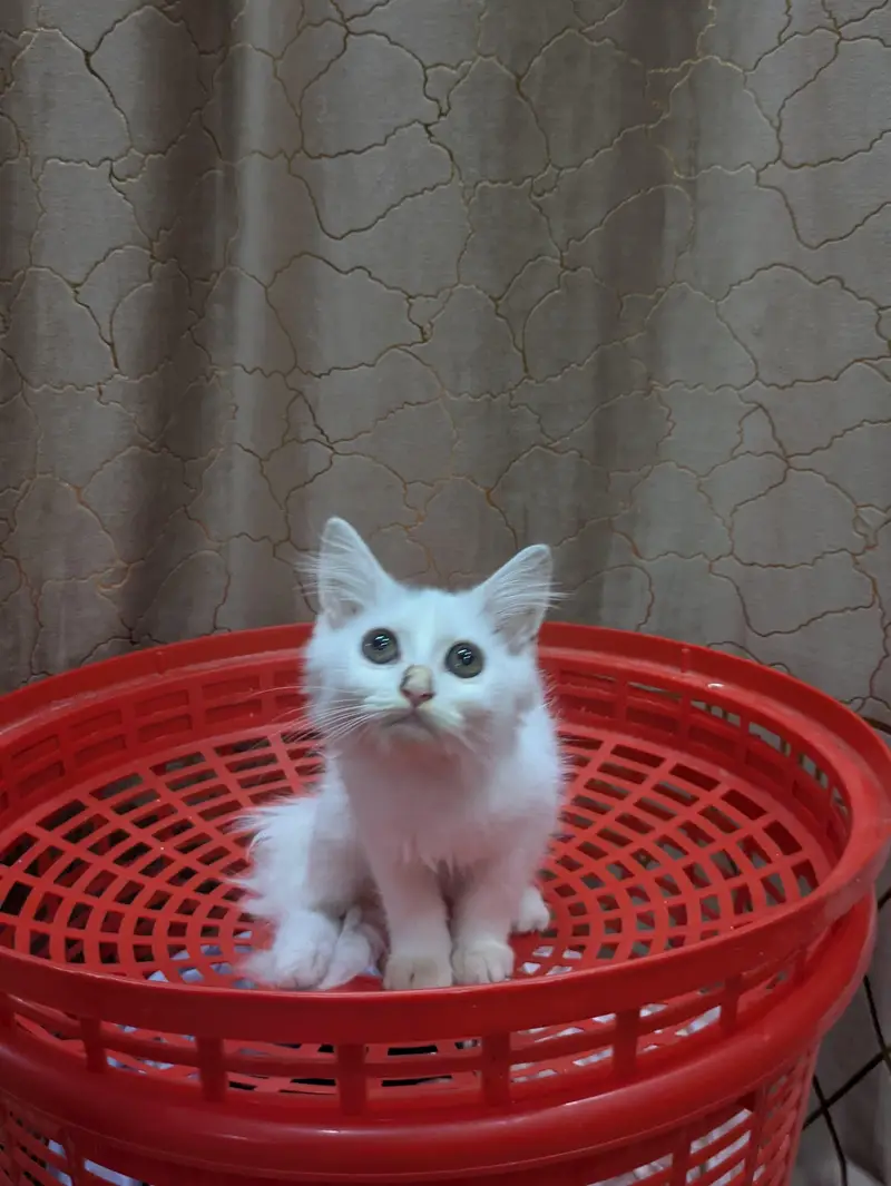 double coat persion cat Kittens — photo 8