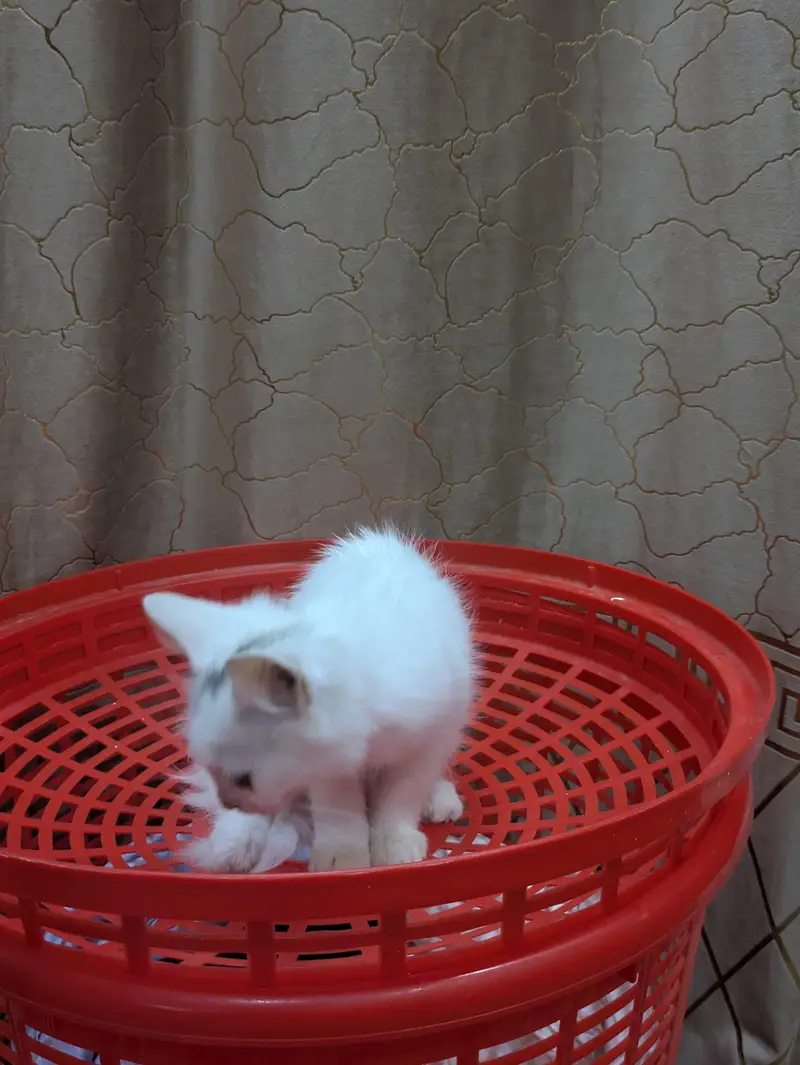 double coat persion cat Kittens — photo 9