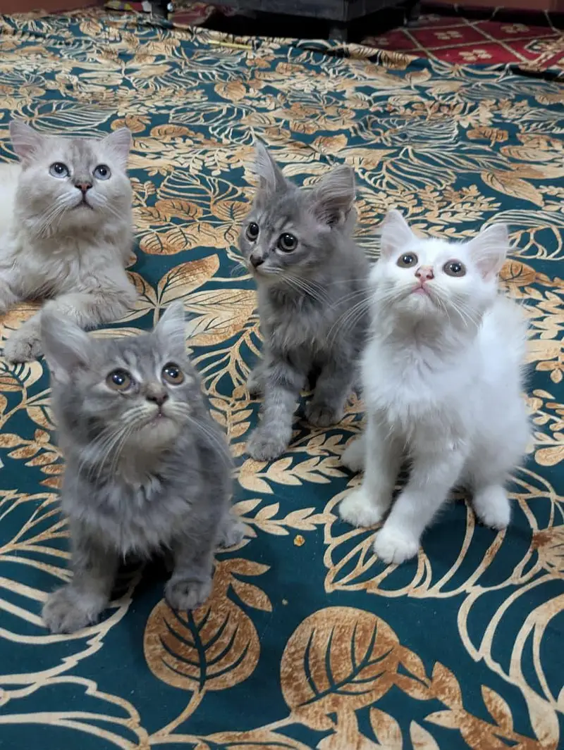 double coat persion cat Kittens — photo 10