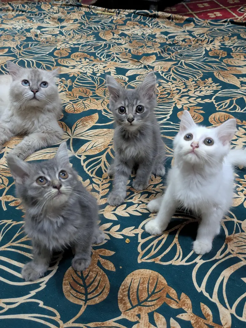 double coat persion cat Kittens — photo 11