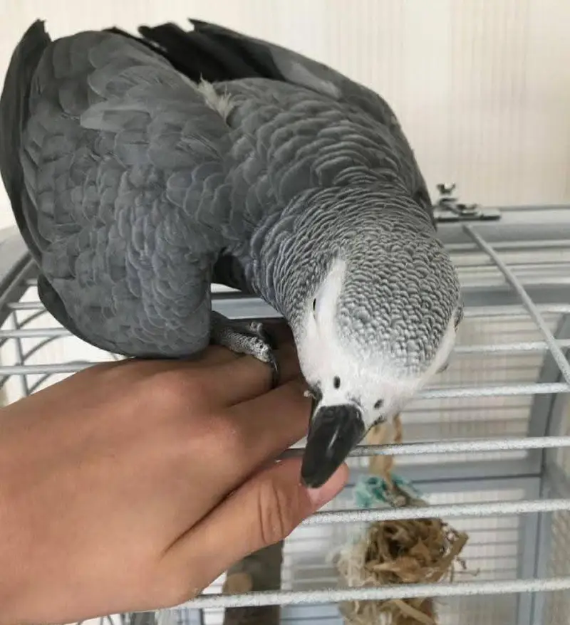 African Grey Parrot checks for sale0346%2738%809 — photo 3