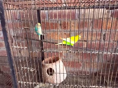 raw parrot  for sale
