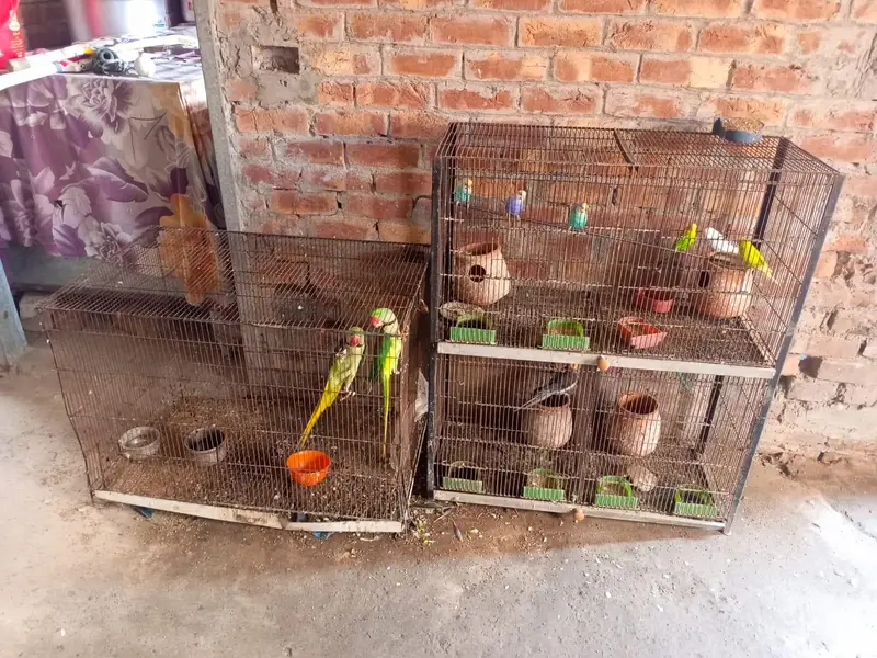 raw parrot  for sale — photo 2