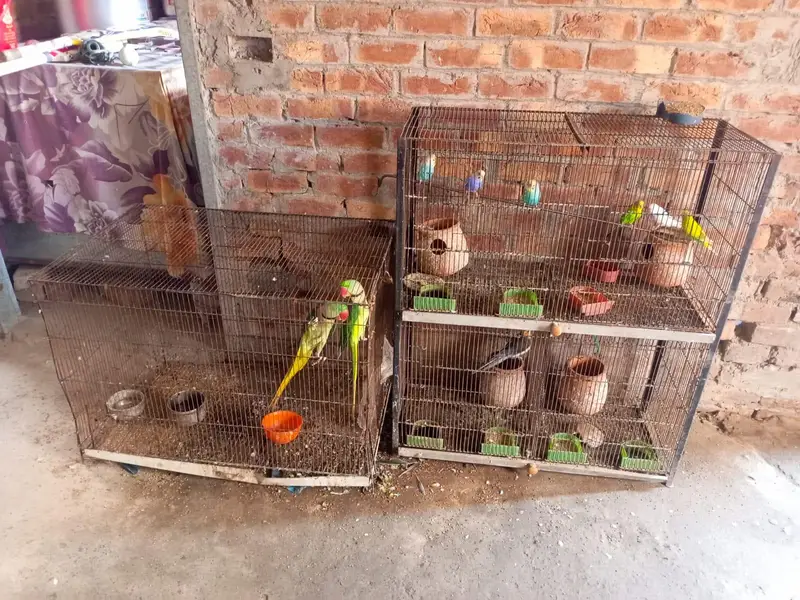 raw parrot  for sale — photo 3