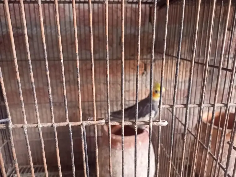raw parrot  for sale — photo 4