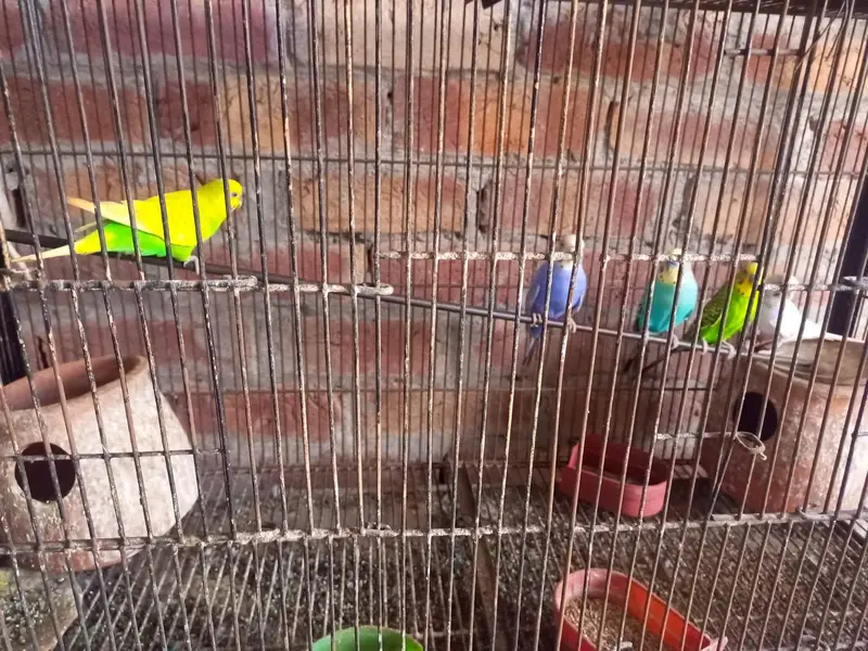 raw parrot  for sale — photo 5