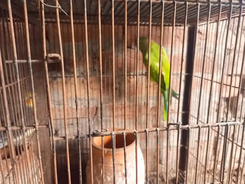raw parrot  for sale — photo 6