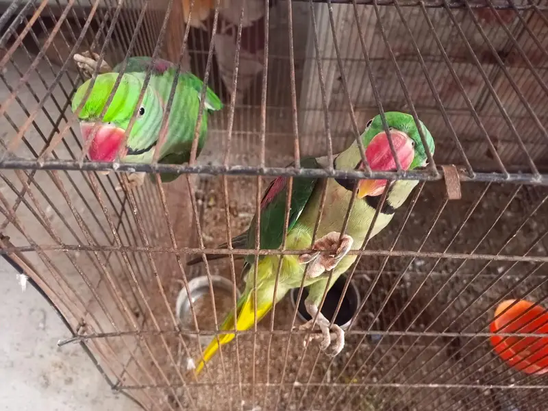 raw parrot  for sale — photo 7