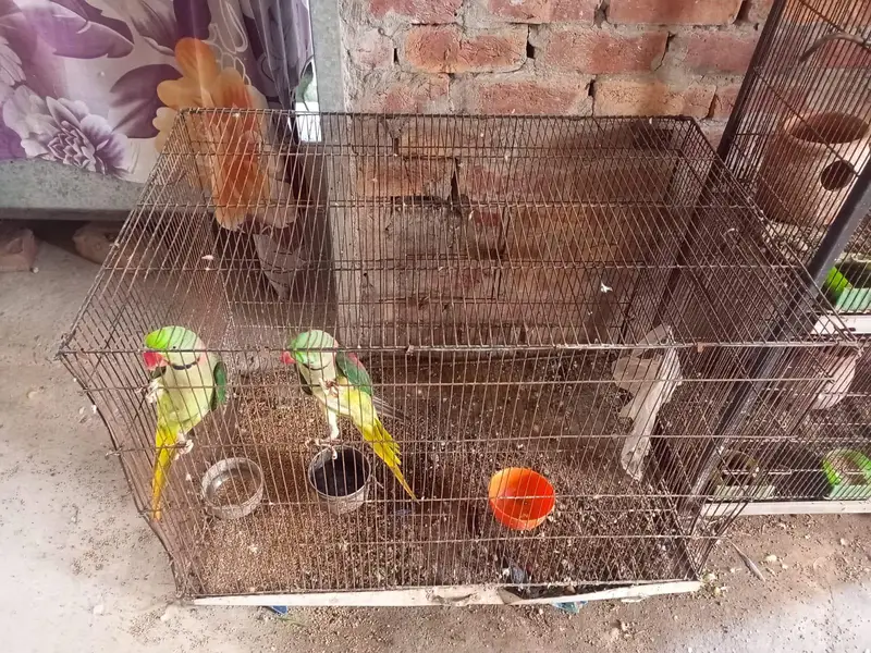raw parrot  for sale — photo 8