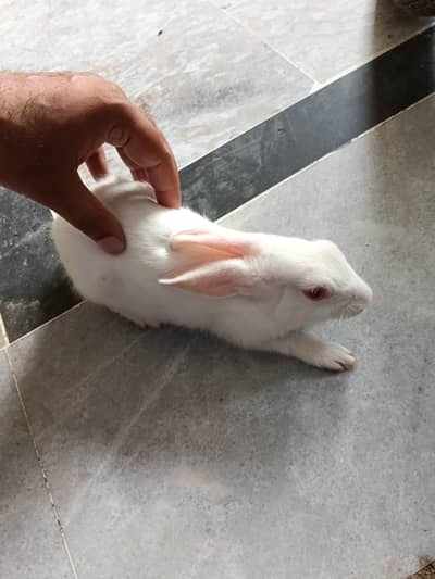 breader rabits