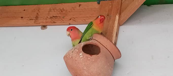 love birds 1 pair