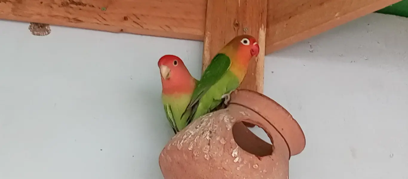 love birds 1 pair — photo 2