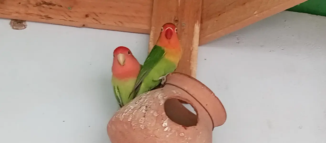 love birds 1 pair — photo 3