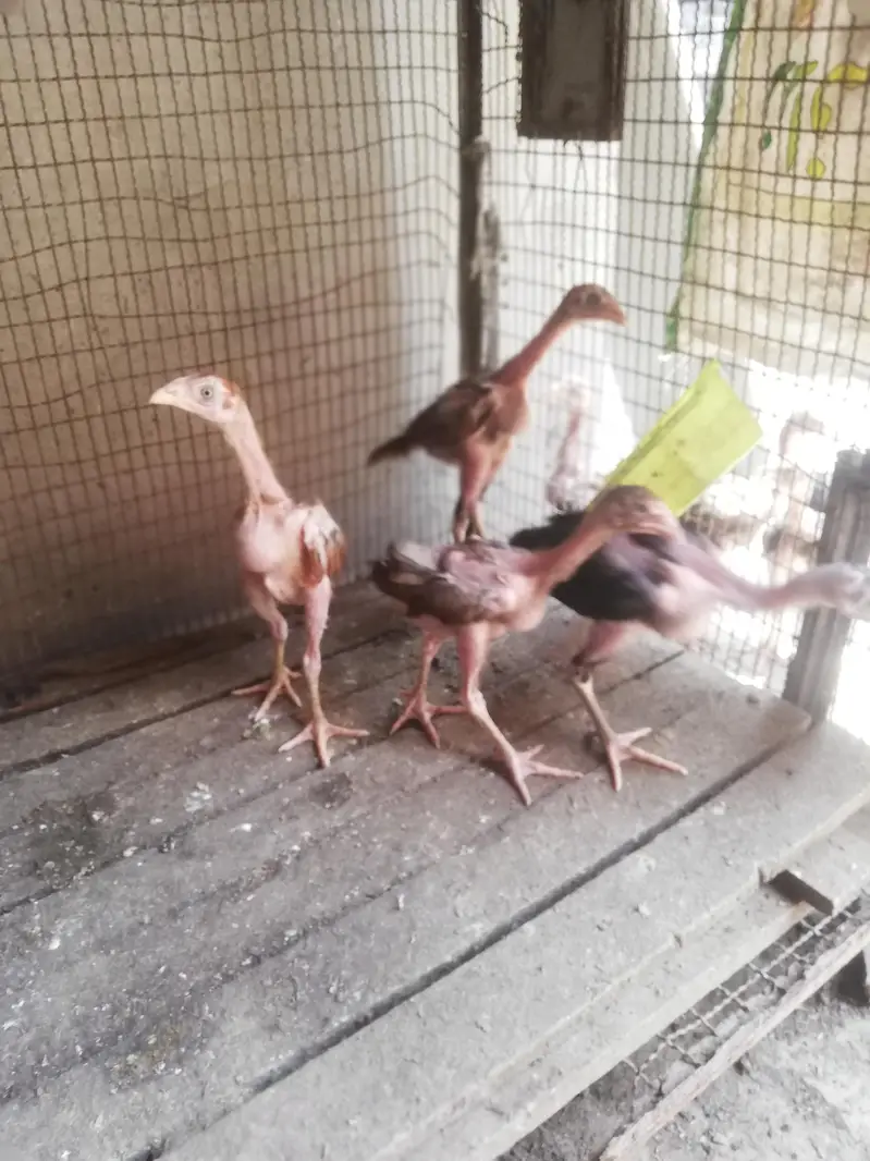 high quality chicks — photo 3