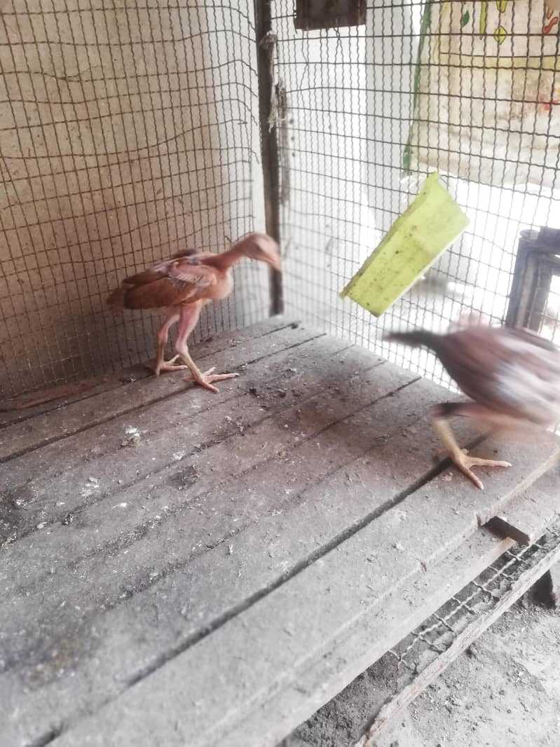 high quality chicks 3